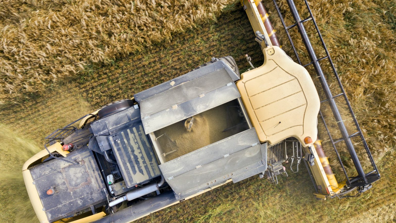 Aerial view of combine harvester harvesting large ripe wheat field. Agriculture from drone view