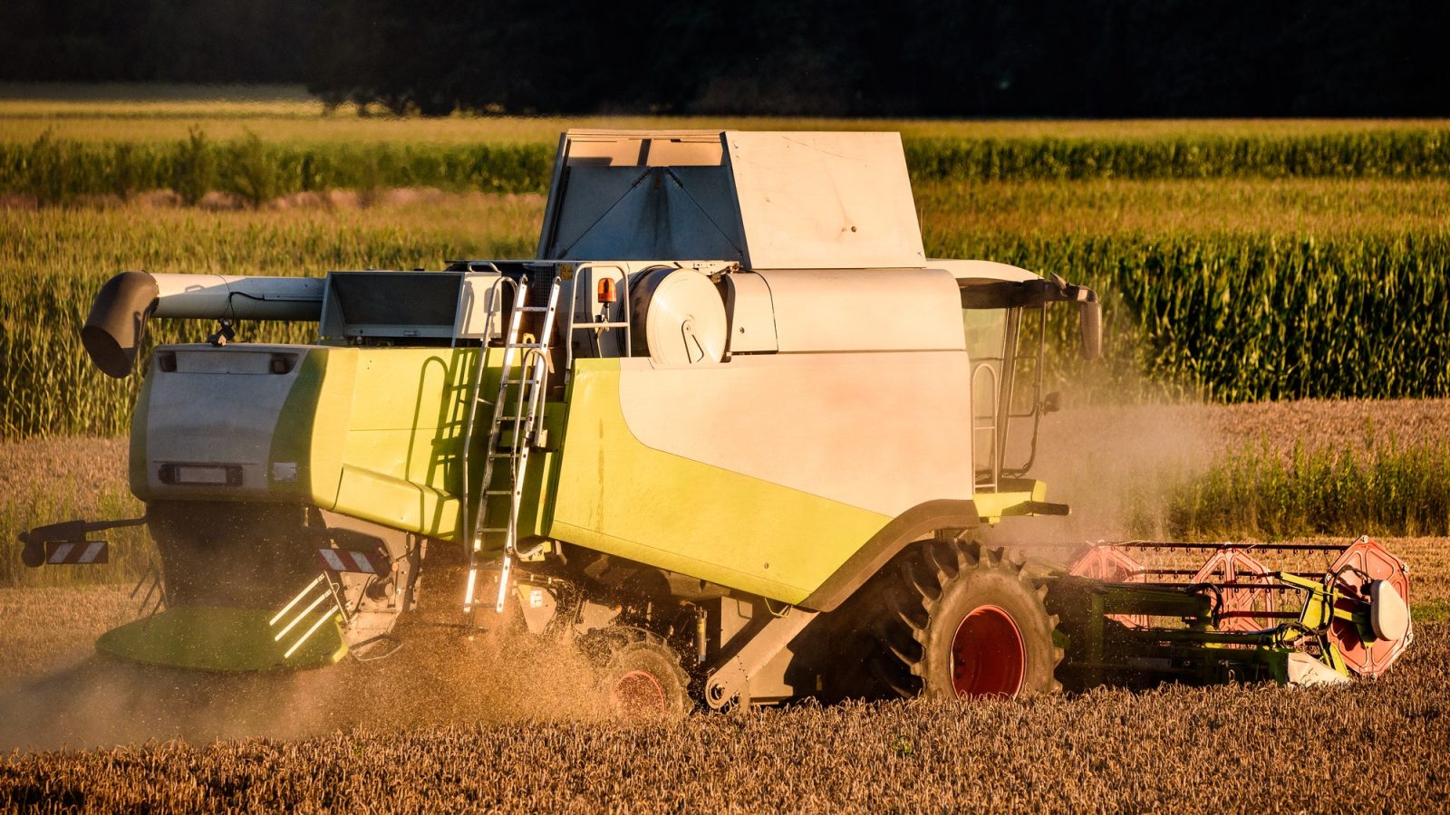 Harvesting wheat field with combine